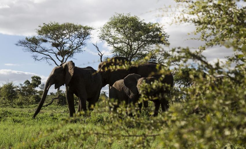 Simbavati Trails Camp, Timbavati Game Reserve for 2 nights from R3 200* pps - self drive