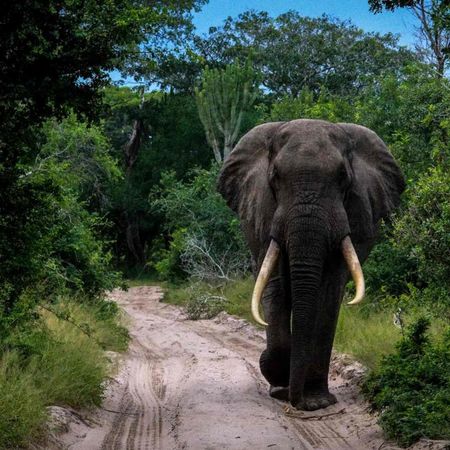 Royal Thonga Safari Lodge for 2 nights from R4 220 pps - self drive