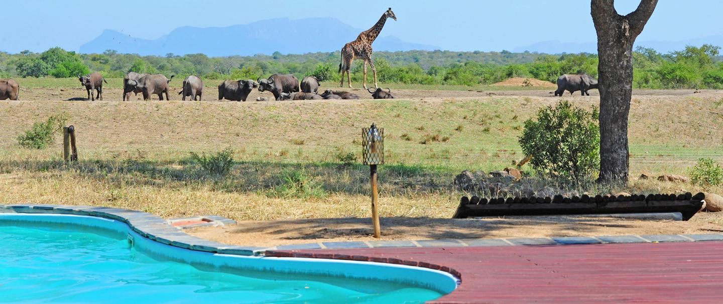 Tangala Safari Camp, 2 nights from R6 780 pps - self drive