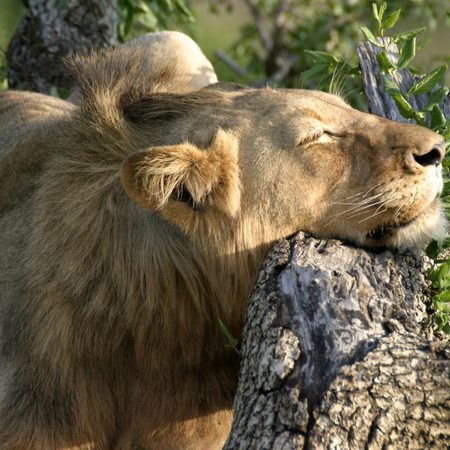 Mkuze Falls Game Lodge for 2 nights from R9 100* pps - self drive