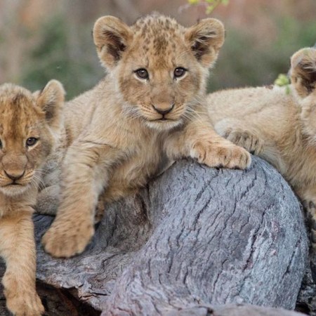 MALA MALA ONCE IN A LIFETIME OFFER - Kruger National Park Area