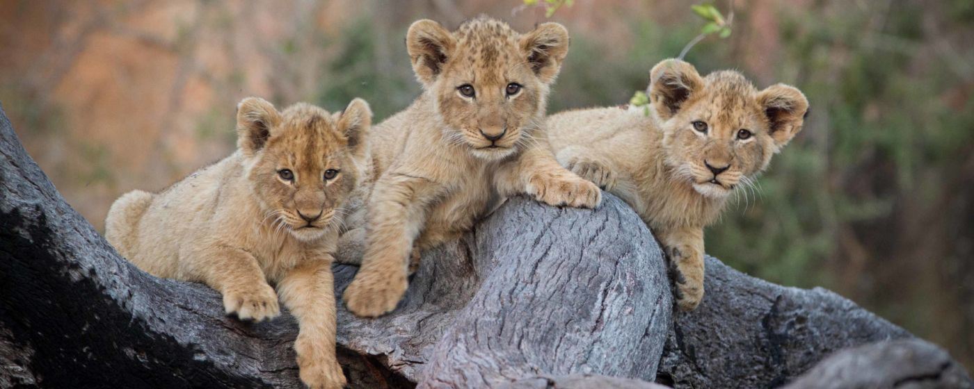 MALA MALA ONCE IN A LIFETIME OFFER - Kruger National Park Area