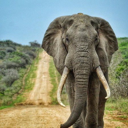 Elephant Rock Lodge