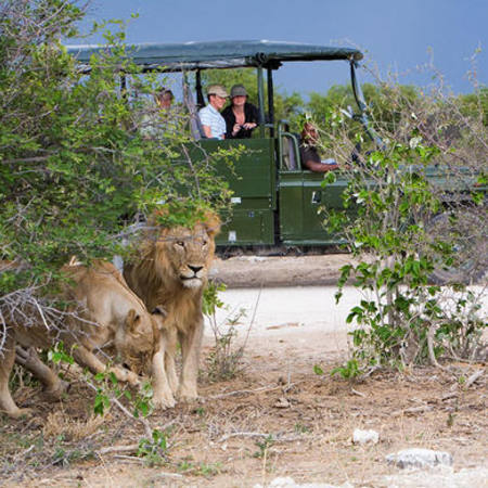Let's go to Etosha!