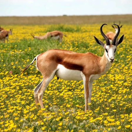 3 DAYS GUIDED ETOSHA SAFARI