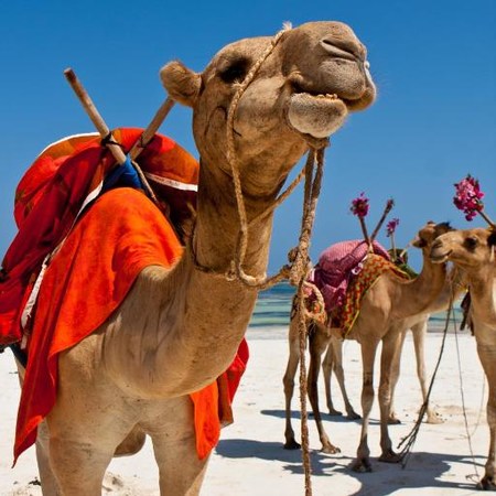 Bush and Beach Experience - Kenya Package (7 Nights)