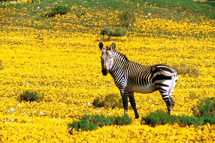 5* Bushmans Kloof Wilderness Reserve - The Romantic Retreat (2 Nights)