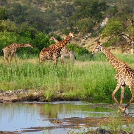 Ivory Wilderneses, 2 nights from R13 500 pps - self drive