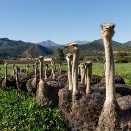 4* Berluda Farmhouse & Cottages - Oudtshoorn Package (2 Nights)