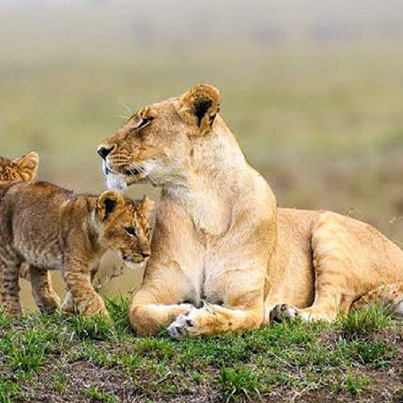 9-Day Best of Kenya and Tanzania Budget 4x4 Jeep Safari