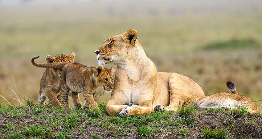 9-Day Best of Kenya and Tanzania Budget 4x4 Jeep Safari