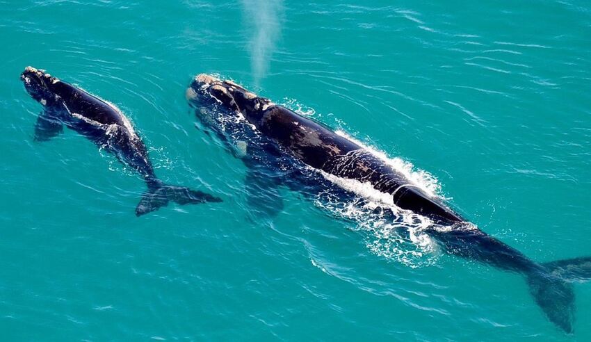 Wines & Whales, 4 nights from R12 800 pps