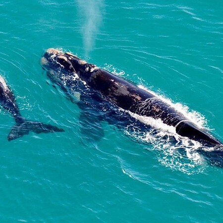 Wines & Whales, 4 nights from R12 800 pps