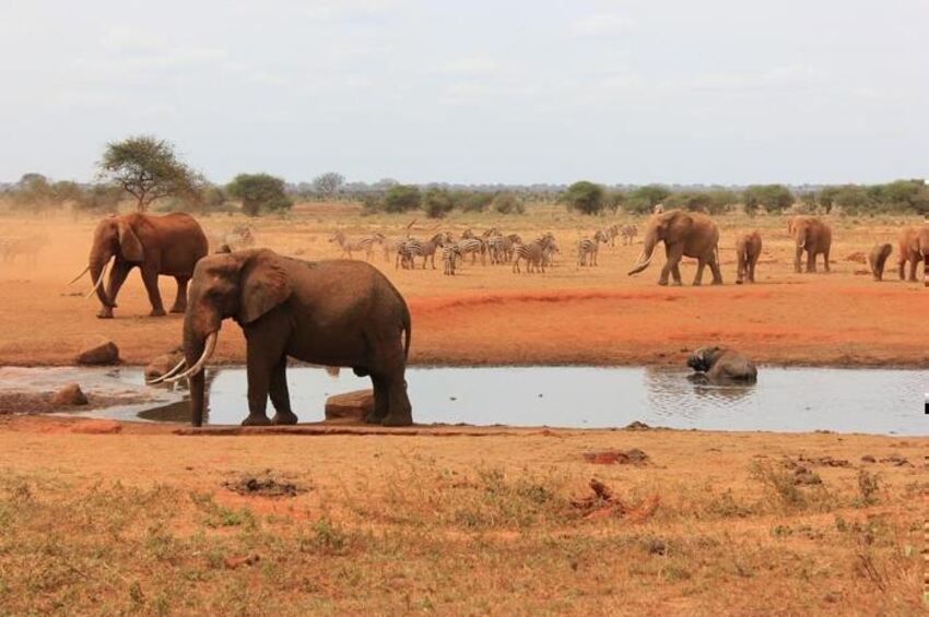 Mombasa Beach & Tsavo Bush - Kenya Combo (7 Nights)