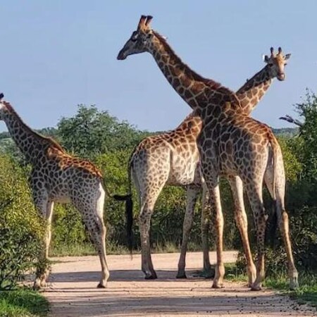 Kruger Shalati & Untamed Tshokwane - Kruger National Park Package (4 Nights)