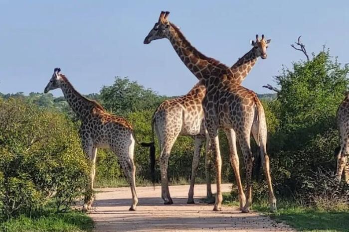 Kruger Shalati & Untamed Tshokwane - Kruger National Park Package (4 Nights)