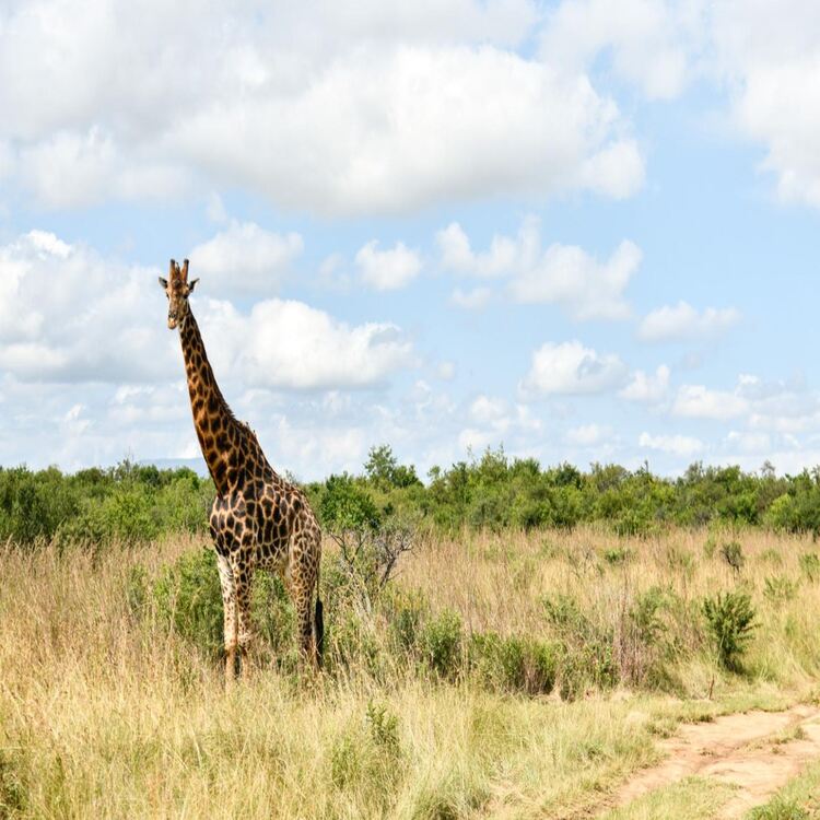 The Springbok Lodge, 2 nights from R8 800 pps