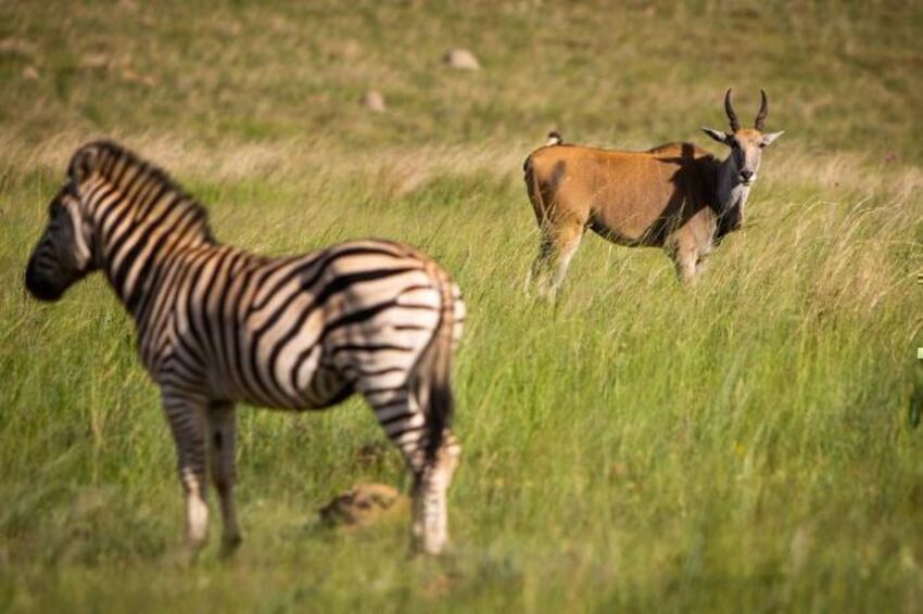 4* 26 Degrees South Bush Boho Hotel - Muldersdrift Package (3 Nights)