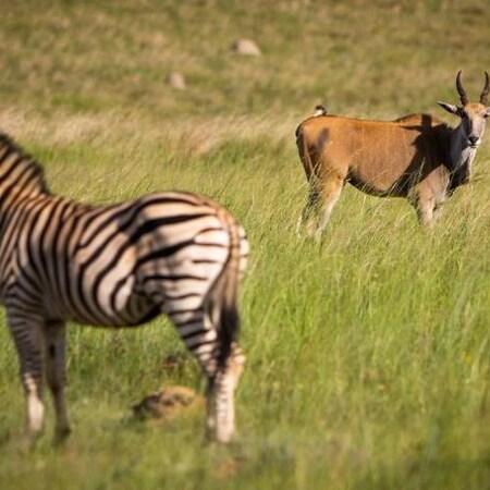 4* 26 Degrees South Bush Boho Hotel - Muldersdrift Package (3 Nights)