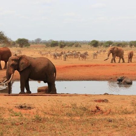 Mombasa Beach & Tsavo Bush - Kenya Combo (7 Nights)